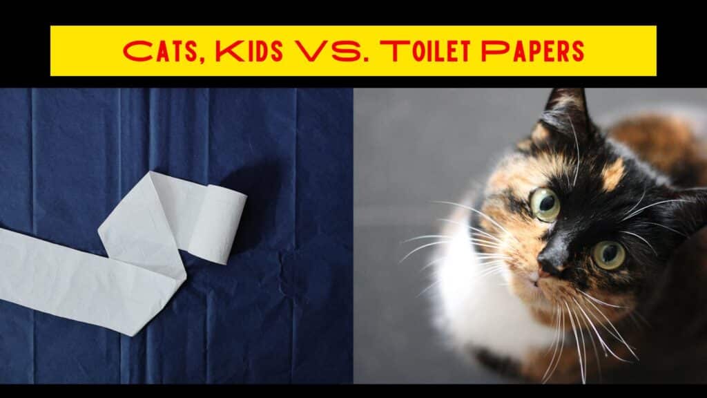 Cat and toilet papers